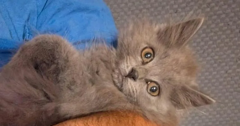 A baby small-sized male Domestic Long Hair cat named Ash for adoption in Chalfont, PA