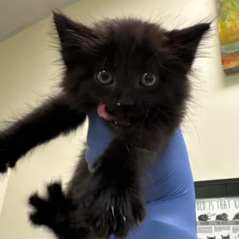 A baby small-sized male Black Domestic Short Hair cat named Cinder for adoption in Lynchburg, VA