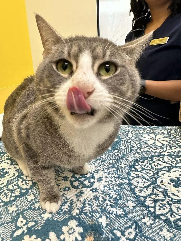 An adult medium-sized male Tabby (Gray / Blue / Silver) Domestic Short Hair cat named Maze for adoption in Raleigh, NC