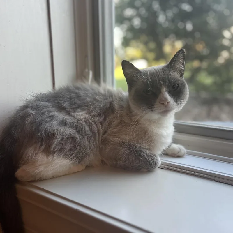 An adult small-sized female White Siamese cat named Pretty Girl for adoption in Overland Park, KS
