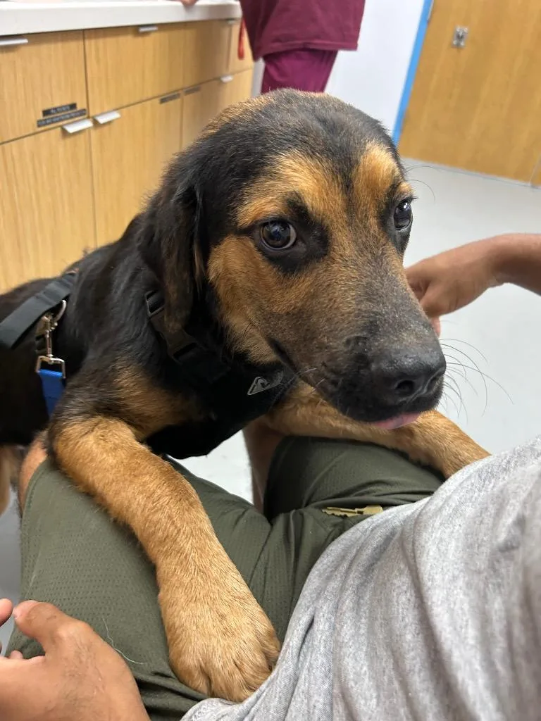 A baby medium-sized male Rottweiler dog named JoJo for adoption in Hartsville, SC