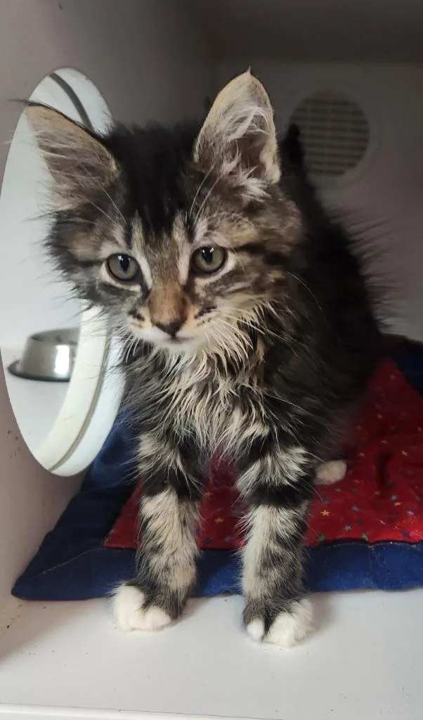 A baby small-sized female Domestic Medium Hair cat named Kayla for adoption in Walnutport, PA
