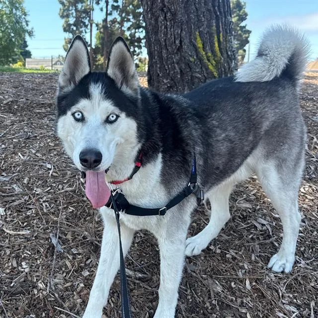An adult large-sized male Husky dog named Scooby for adoption in Alameda, CA
