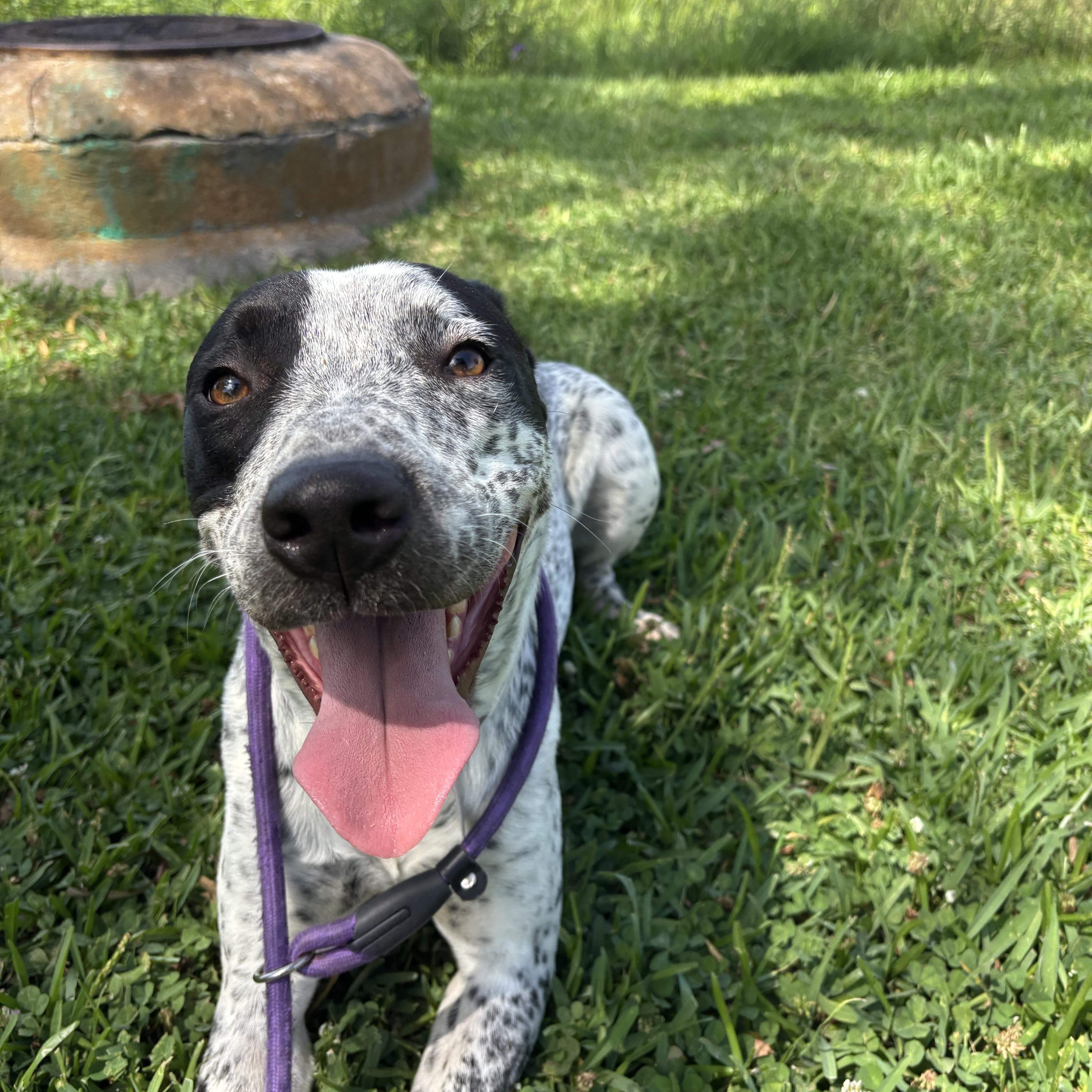 A young medium-sized female Australian Cattle Dog / Blue Heeler dog named April for adoption in Pearland, TX