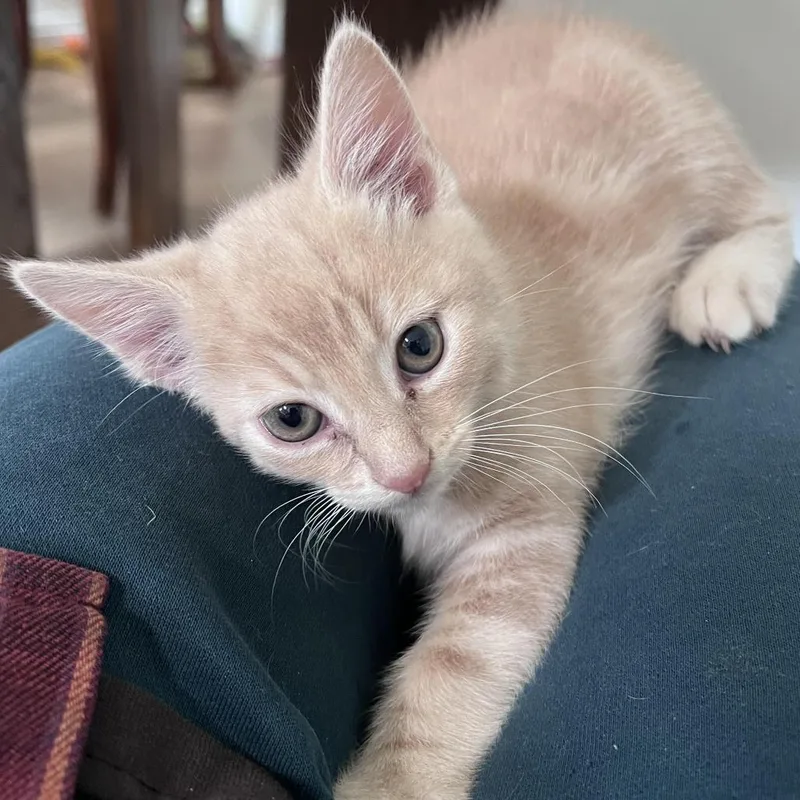 A baby small-sized male Orange / Red Domestic Short Hair cat named Dandy for adoption in Los Angeles, CA