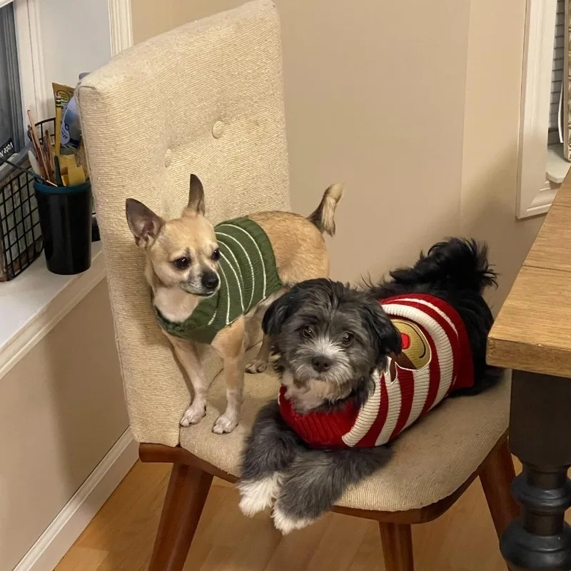 An adult small-sized male Black Shih Tzu dog named Wally D for adoption in Princeton, MN