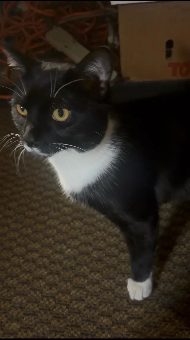 A young medium-sized male Black & White / Tuxedo Domestic Short Hair cat named Bootsy for adoption in Baltimore, MD