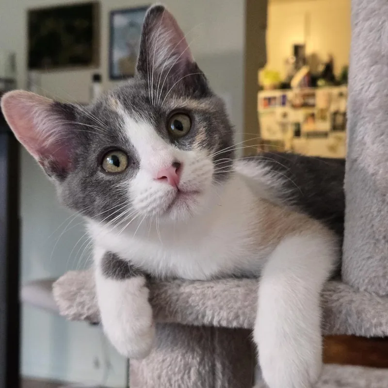A baby small-sized female Calico Domestic Short Hair cat named Wheeler for adoption in Los Angeles, CA