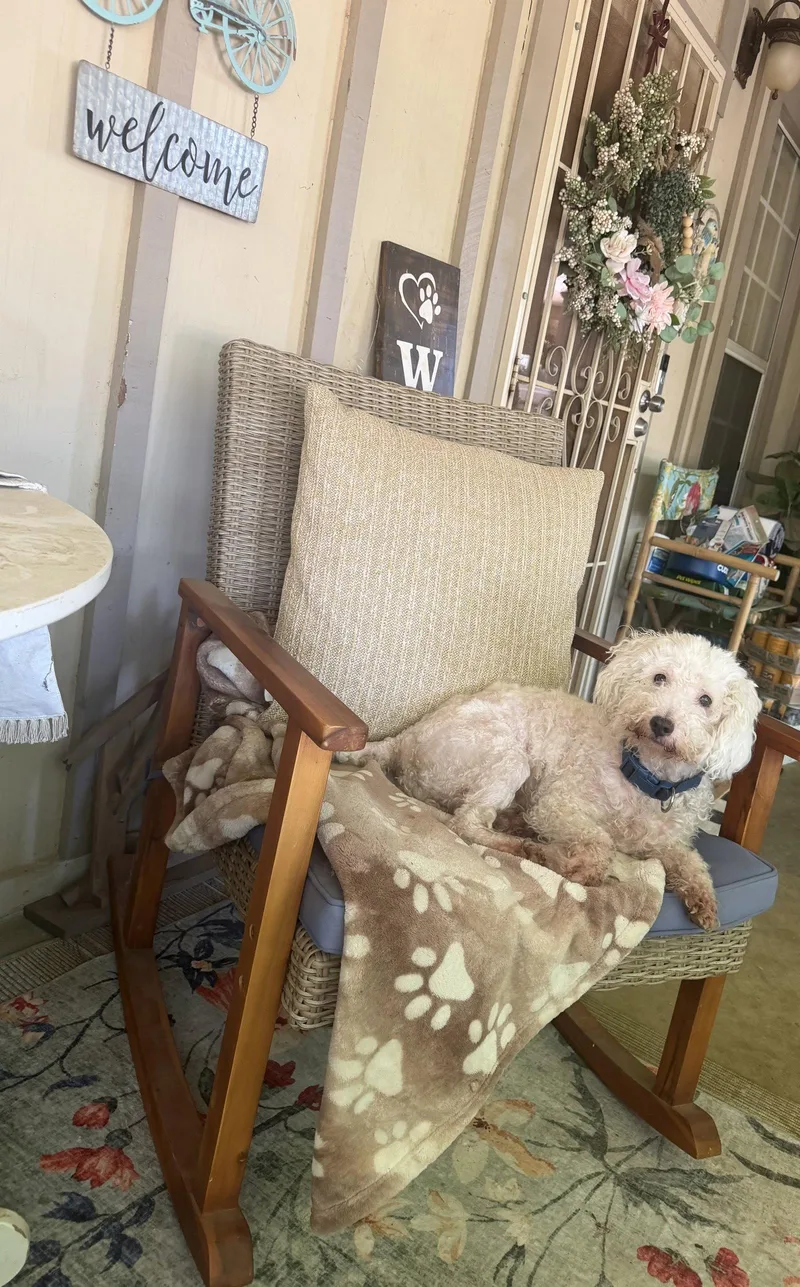 An adult small-sized male Maltese dog named Rusty for adoption in Orange, CA