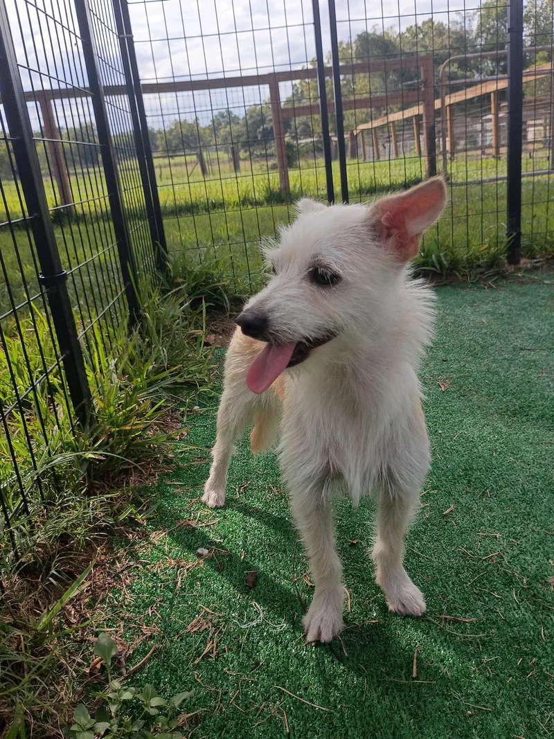 A young small-sized female White / Cream Miniature Schnauzer dog named GiselleAll smiles for adoption in Houston, TX