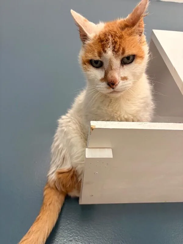 An adult medium-sized male White Domestic Short Hair cat named Gary for adoption in Warren, PA
