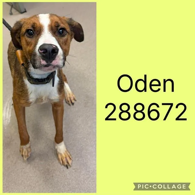 A young small-sized male Mixed Breed dog named Oden for adoption in Macon, GA