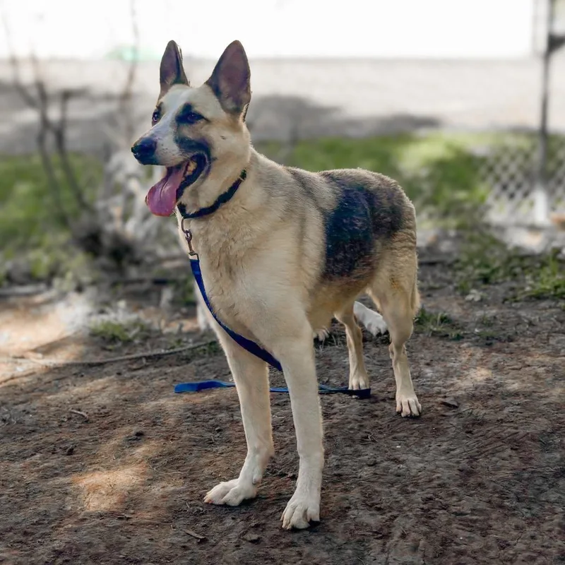 A senior small-sized female German Shepherd Dog dog named Mochi for adoption in Springboro, OH