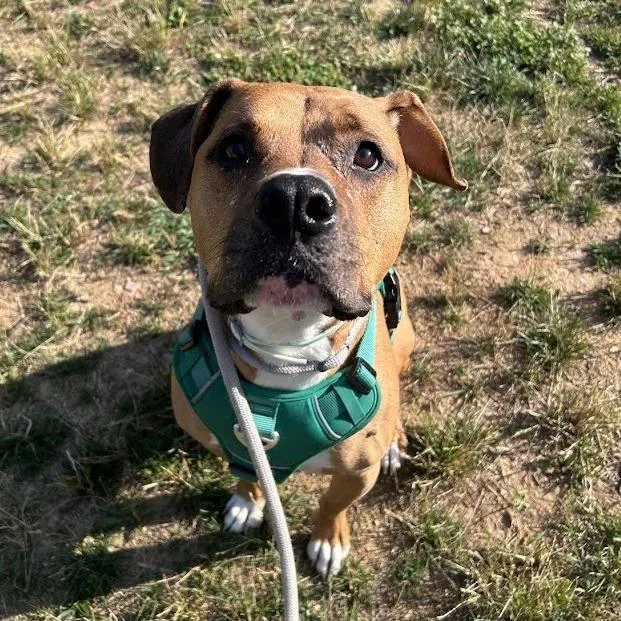 A senior medium-sized male Brown / Chocolate Pit Bull Terrier dog named King for adoption in Lyndhurst, VA