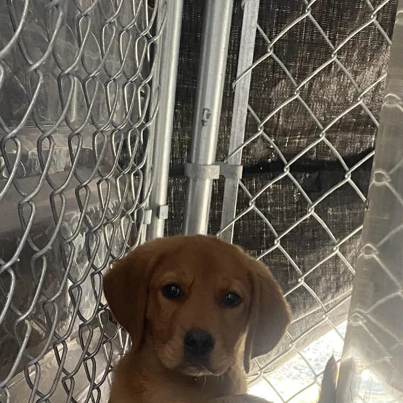 A baby small-sized male Red / Chestnut / Orange Labrador Retriever dog named Gene for adoption in Chesapeake, VA