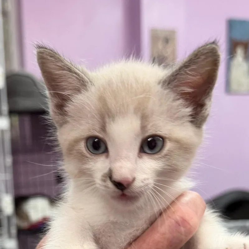 A baby small-sized male Cream / Ivory Snowshoe cat named School's Out For The for adoption in Boerne, TX