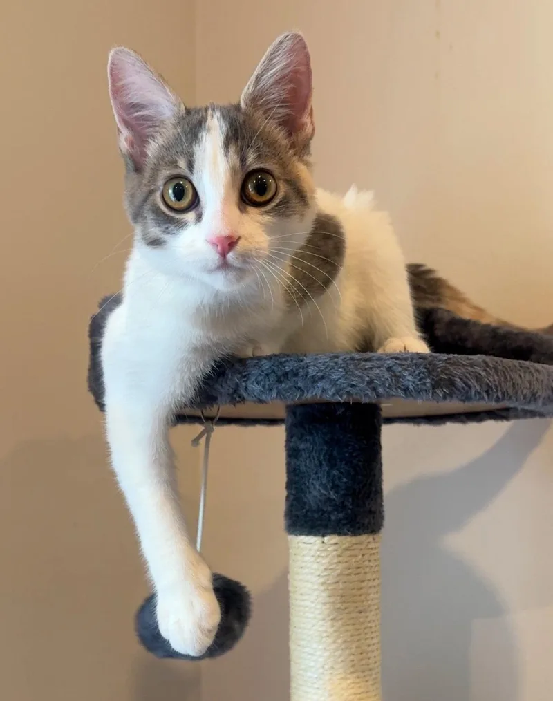 A baby medium-sized female Calico cat named Essex for adoption in Lighthouse Point, FL