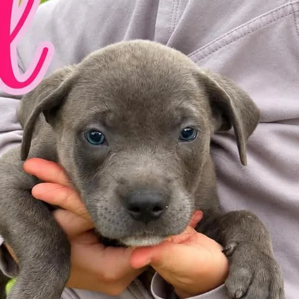 A baby small-sized female Cane Corso dog named Willow for adoption in Odessa, TX