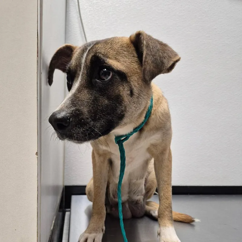 A young small-sized female Brown / Chocolate Terrier dog named Monroe for adoption in Bastrop, TX