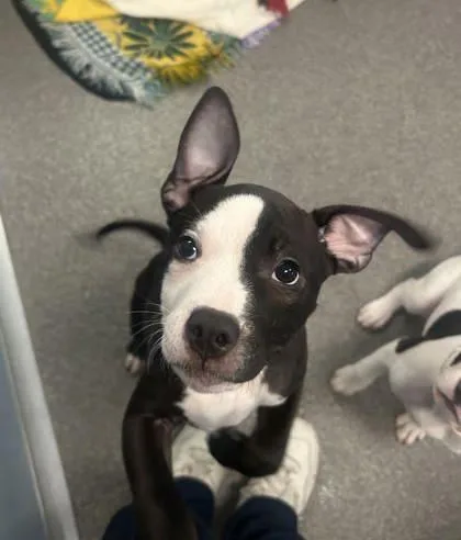 A baby small-sized male Mixed Breed dog named Apollo for adoption in Munster, IN
