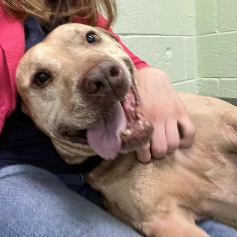 Toothless thumbnail 3