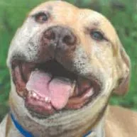 Toothless thumbnail 4