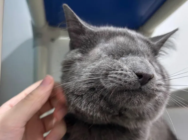 A young small-sized male Domestic Short Hair cat named Fred for adoption in Powell, OH