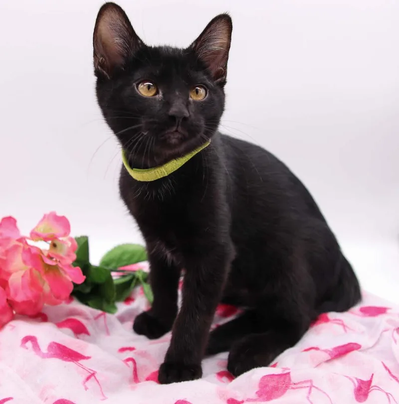 An adult large-sized male Black Domestic Short Hair cat named Shadow for adoption in Muskegon, MI