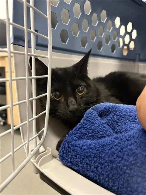 A young medium-sized female Domestic Short Hair cat named Mother Maeeye for adoption in Corpus Christi, TX