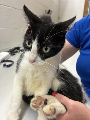 An adult small-sized male Domestic Short Hair cat named Thirteen for adoption in Gainesville, FL
