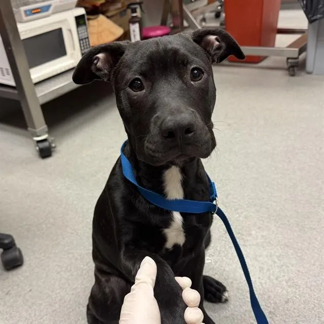 A baby medium-sized male Pit Bull Terrier dog named Unknown for adoption in Rancho Cucamonga, CA