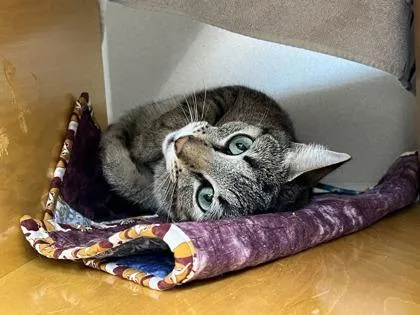 An adult small-sized female Domestic Short Hair cat named Miso for adoption in Bellevue, WA