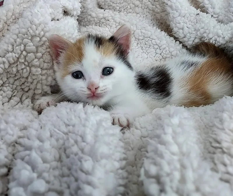 A baby medium-sized female Calico Domestic Short Hair cat named Coral for adoption in Reynoldsburg, OH