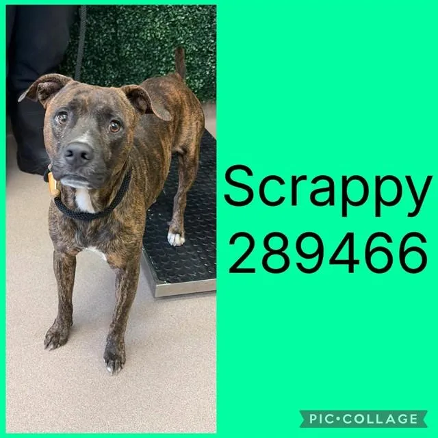 A young medium-sized male Pit Bull Terrier dog named Scrappy for adoption in Macon, GA