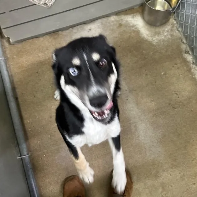 A young medium-sized male Black Pomsky dog named Peep for adoption in Bryan, OH