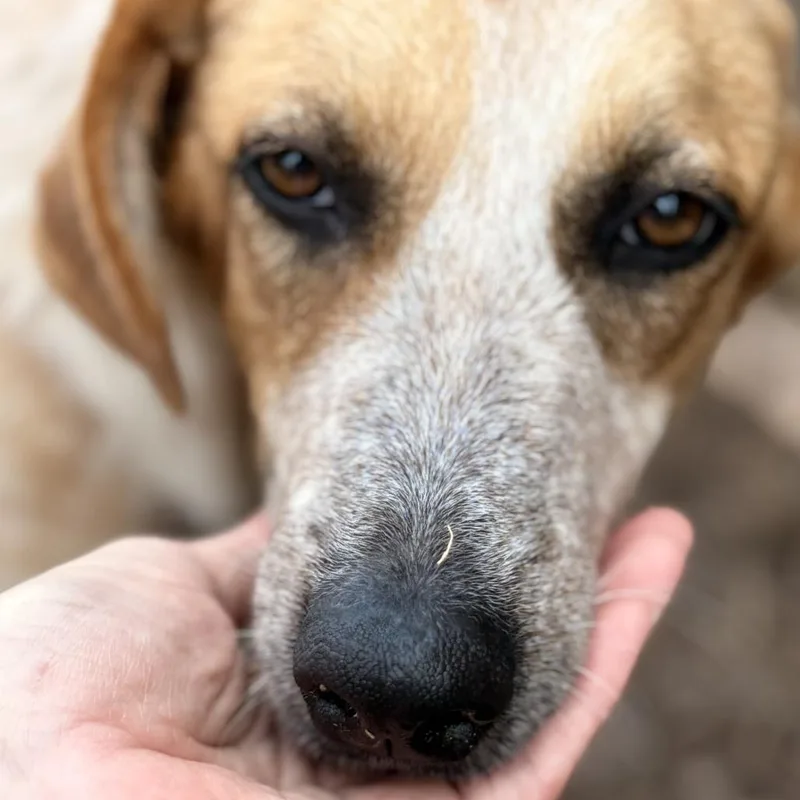 An adult medium-sized female White / Cream Cattle Dog dog named Wedding Bells for adoption in Austin, TX