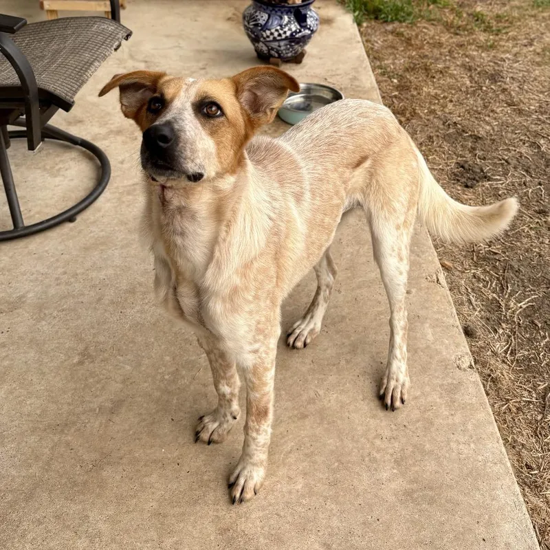 Wedding Bells thumbnail 2