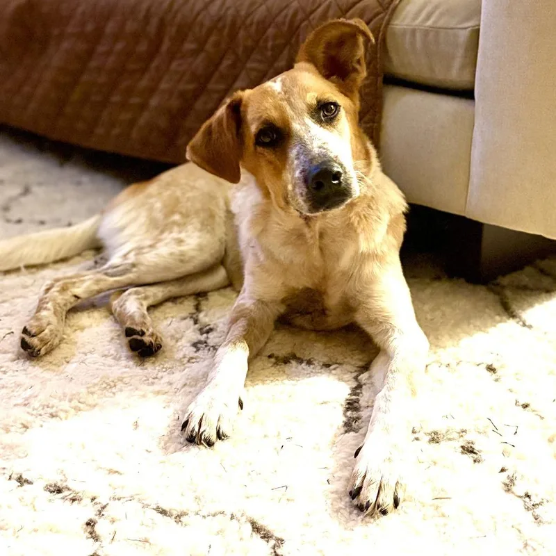 Wedding Bells thumbnail 3