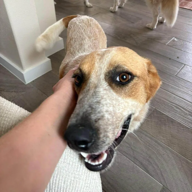 Wedding Bells thumbnail 4