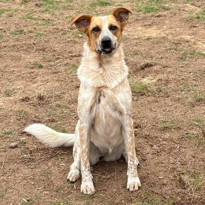 Wedding Bells thumbnail 5