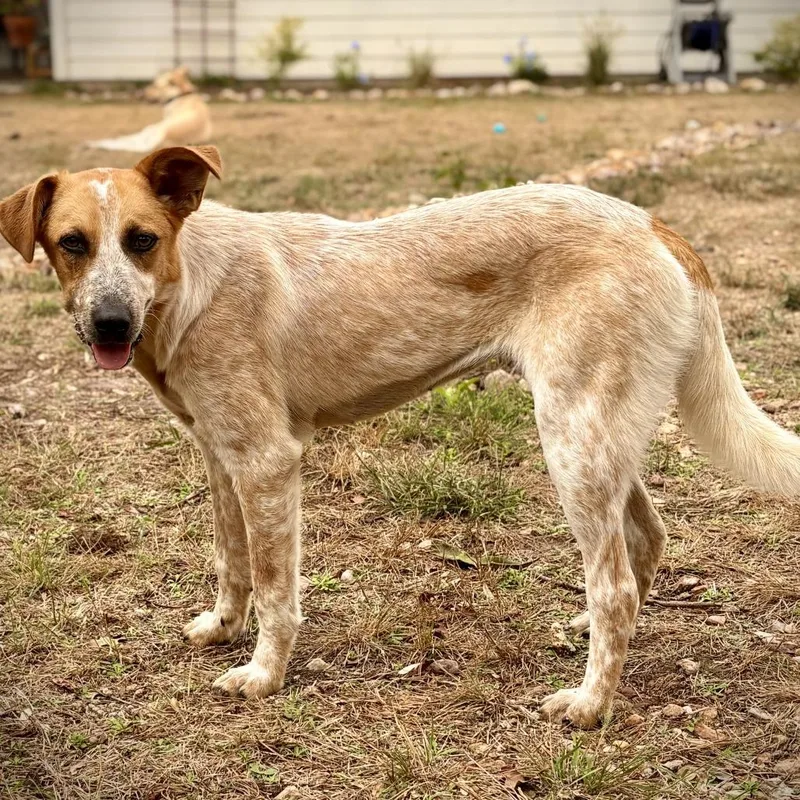 Wedding Bells thumbnail 6