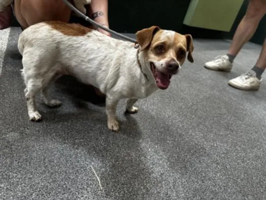 An adult small-sized female Terrier dog named Conchita for adoption in Los Angeles, CA
