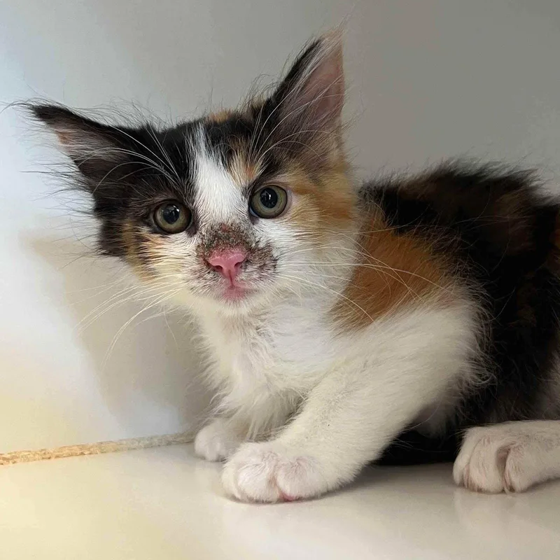A baby small-sized female White Domestic Short Hair cat named Parfait for adoption in Oakland, CA