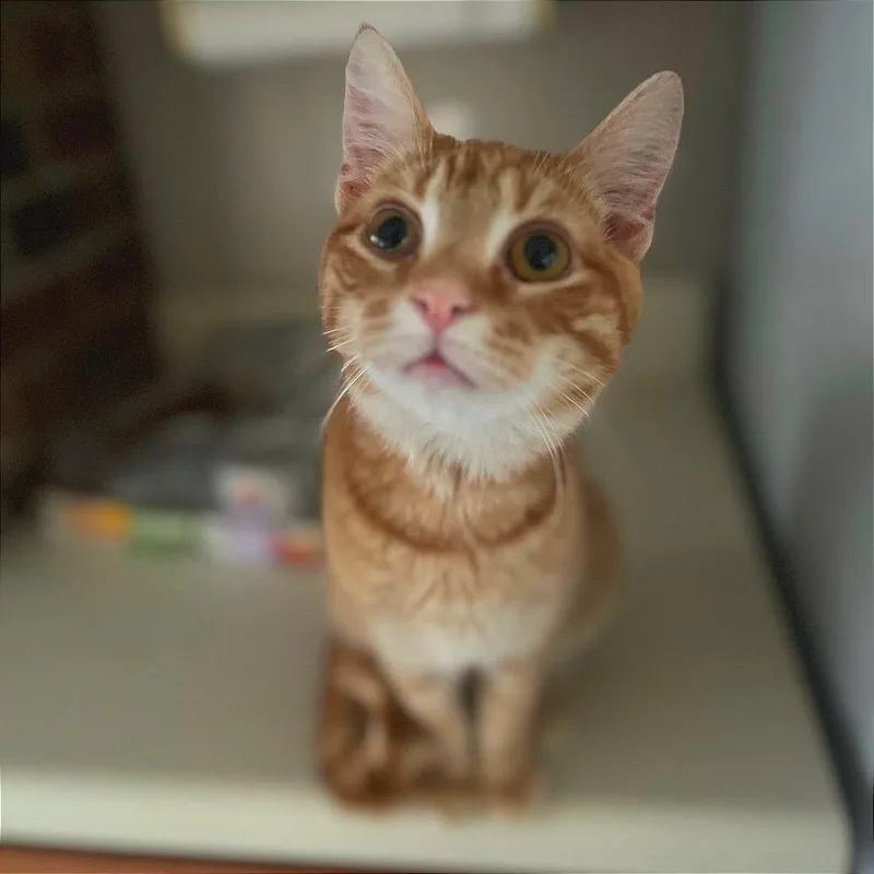 A young medium-sized male Orange / Red Domestic Short Hair cat named Whatshisname for adoption in Fredericksburg, VA