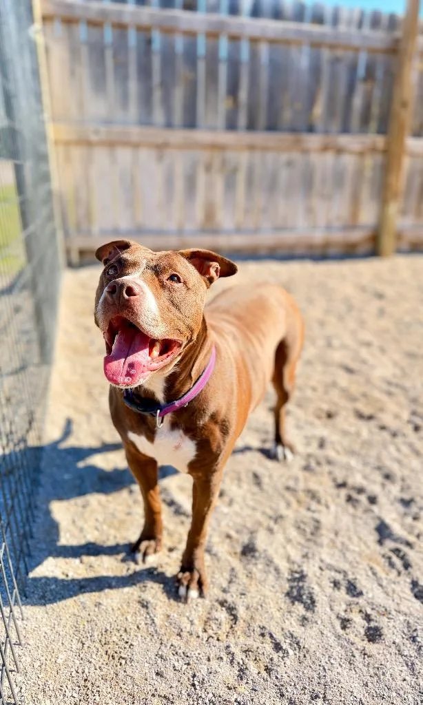 An adult large-sized female Mixed Breed dog named Iris for adoption in Muskegon, MI