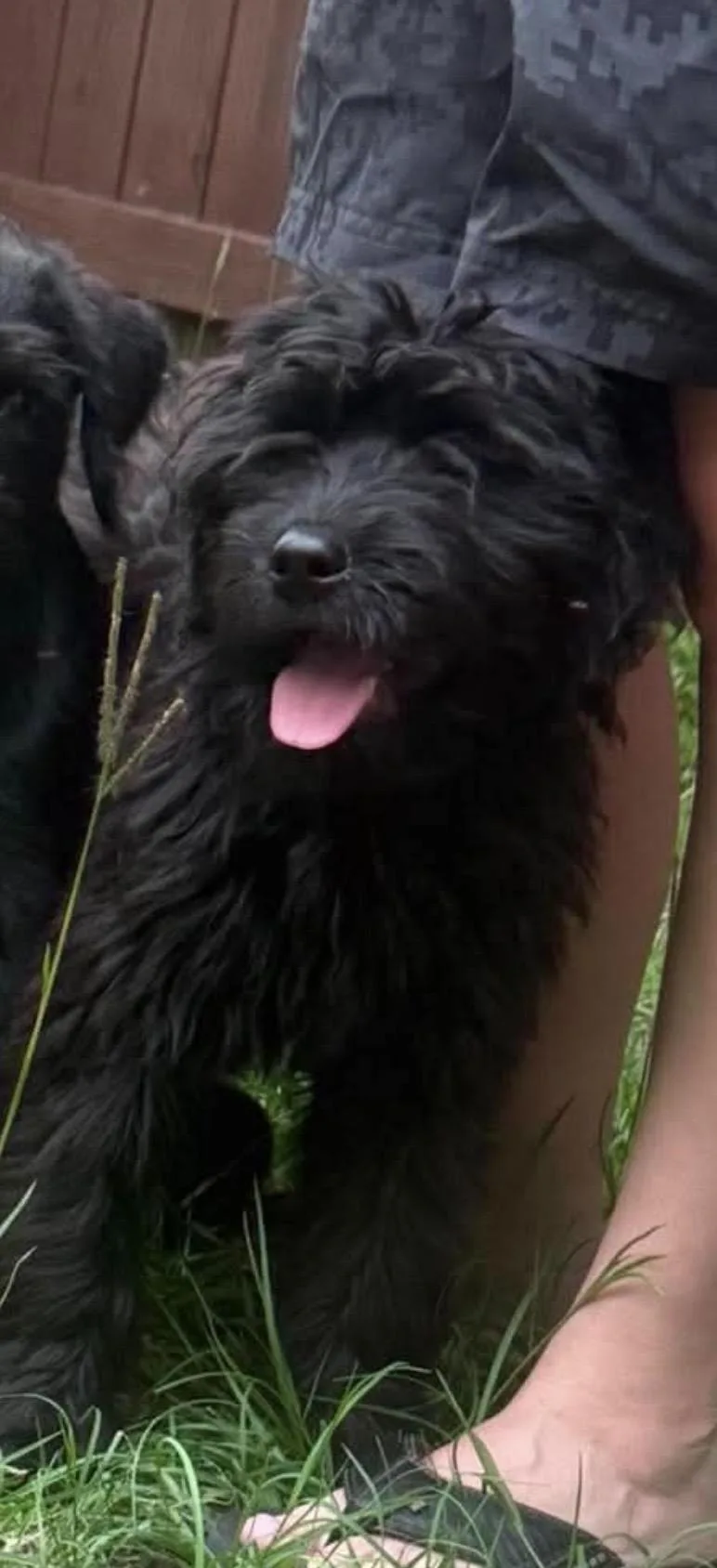 A baby medium-sized female Poodle dog named Becca for adoption in Crystal Lake, IL