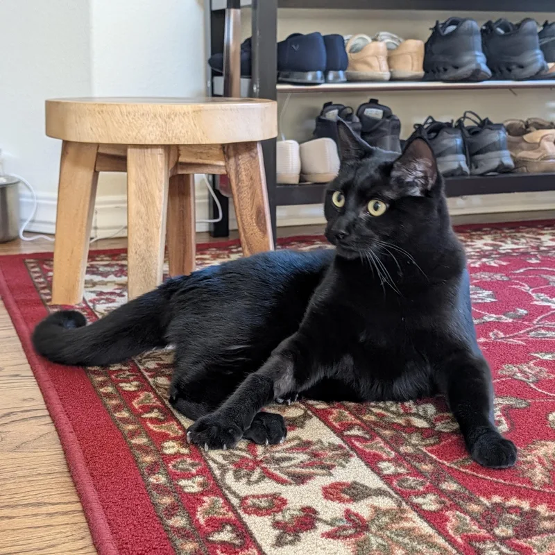 A young large-sized male Black Domestic Short Hair cat named Rudy for adoption in Portland, OR