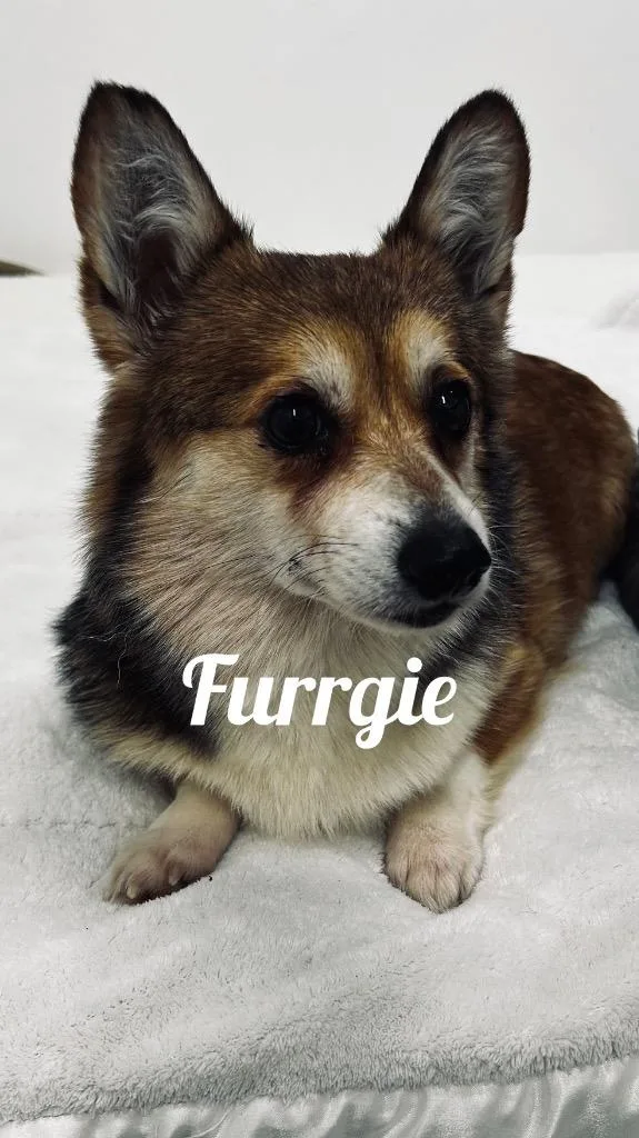 An adult medium-sized female Corgi dog named Furrgie for adoption in Jacksonville, IL
