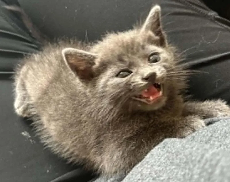 A baby small-sized male Domestic Short Hair cat named Catgrid for adoption in Newnan, GA