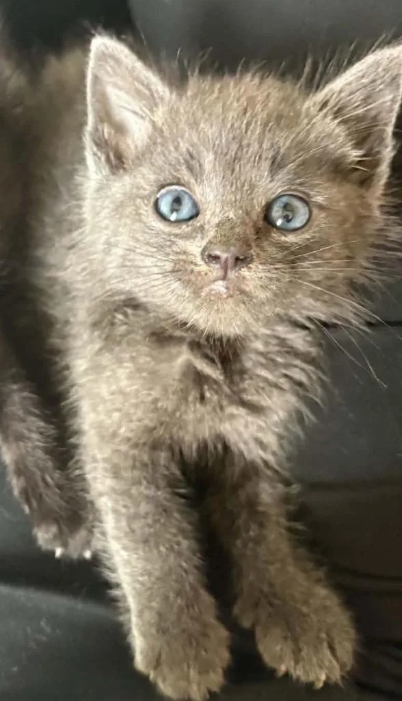 Catgrid thumbnail 2